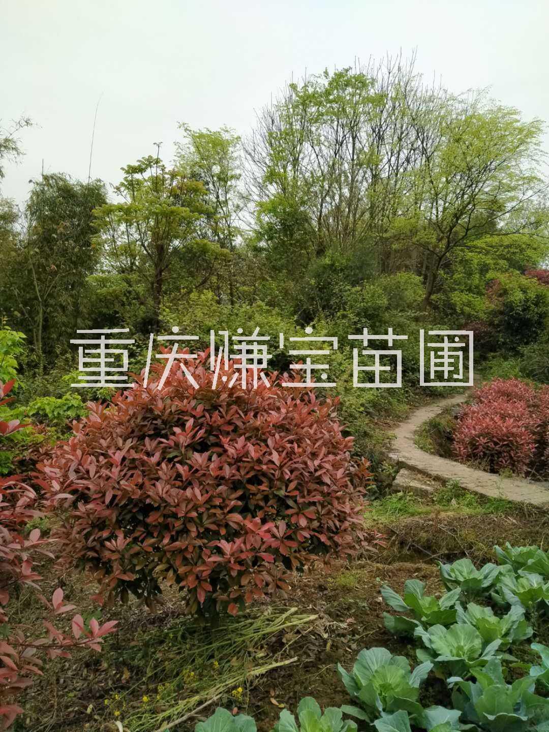 湖南衡阳红叶石楠小苗种植基地直销批发价格 高存活率图片