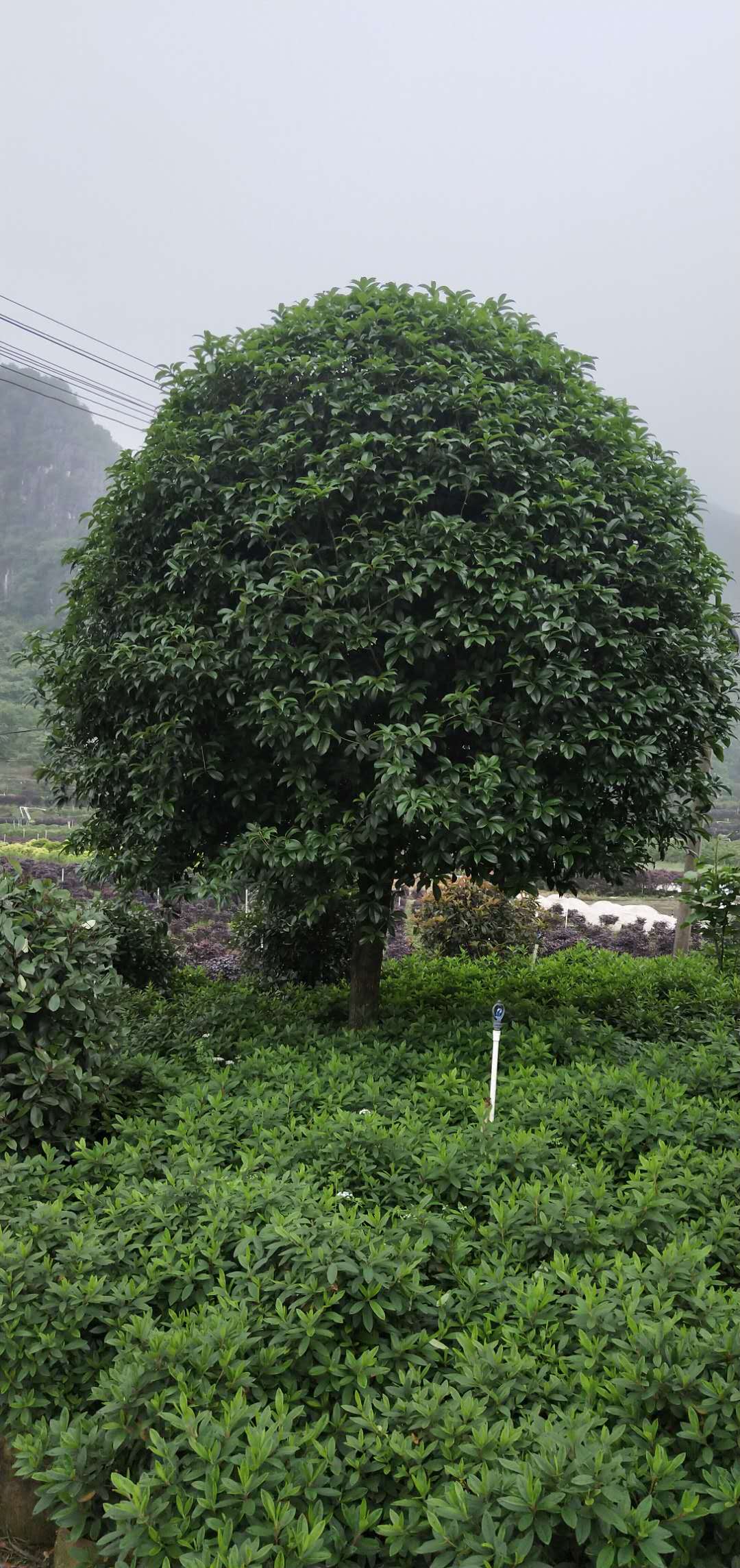 桂林市贺州15公分桂花树种植场厂家