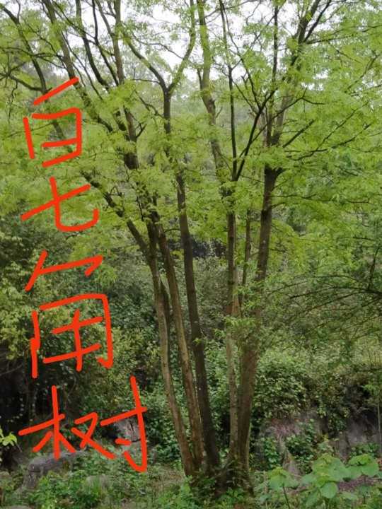 重庆巴南区皂角树批发价格图片