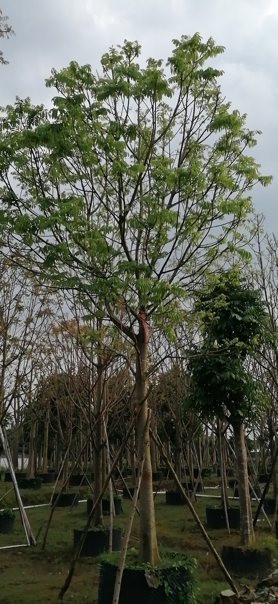 仁面子树直供仁面子树米径19公分 仁面子树批发价格 树种四季常绿