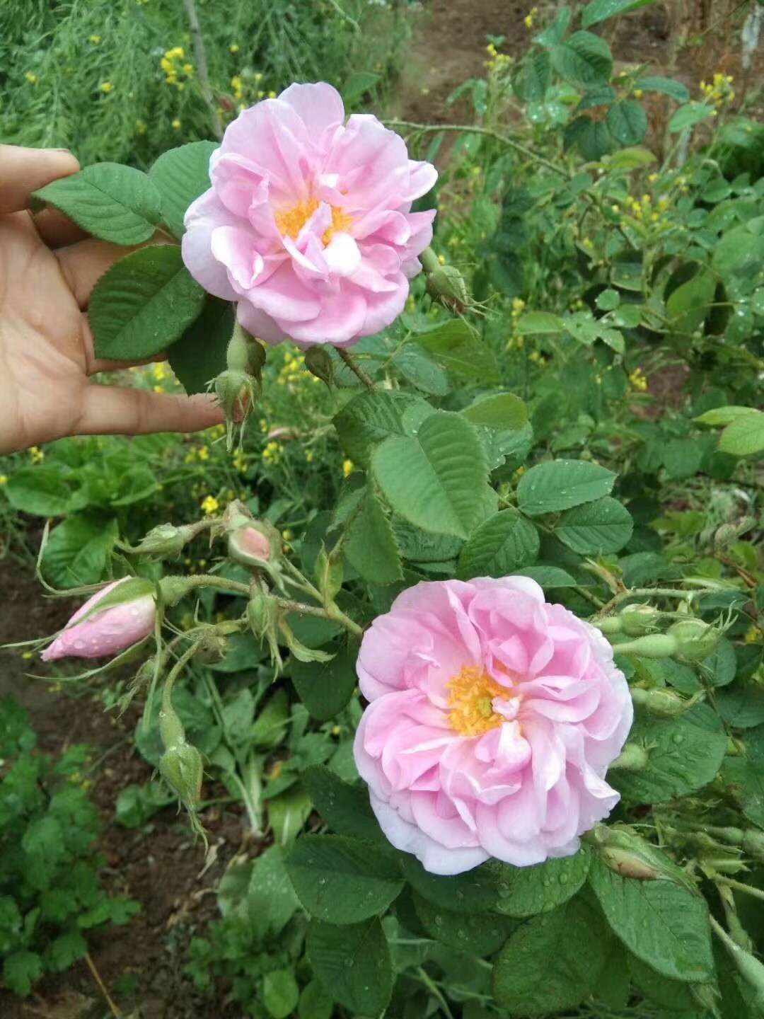济南市大马士革玫瑰苗种植指导厂家
