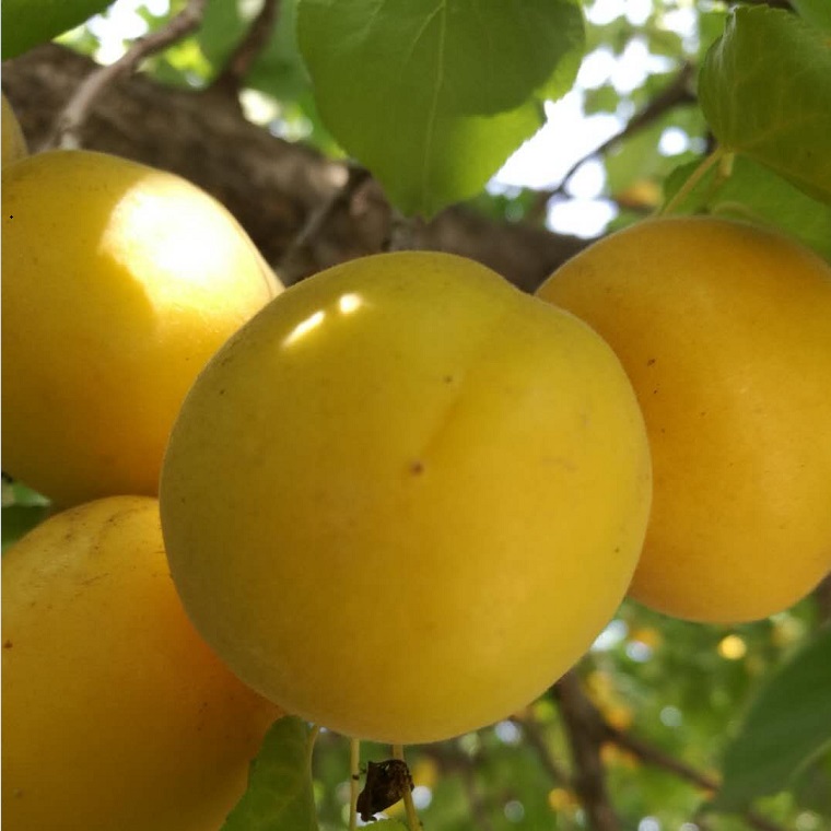 杏树苗品种香蜜杏树苗批发图片