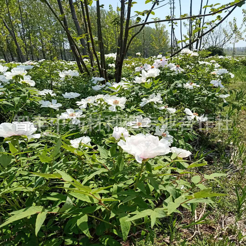 余姚凤丹种苗改良种植方法、质量好、种子价格【智丰中药材种植专业合作社】