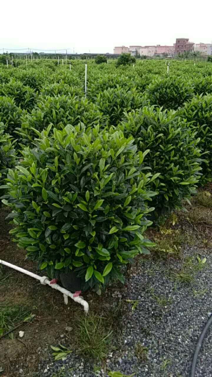 泰安黄榕20厘米-3.5米各规格种植基地、批发价格、优质产地【严玉林（严清）花木场】