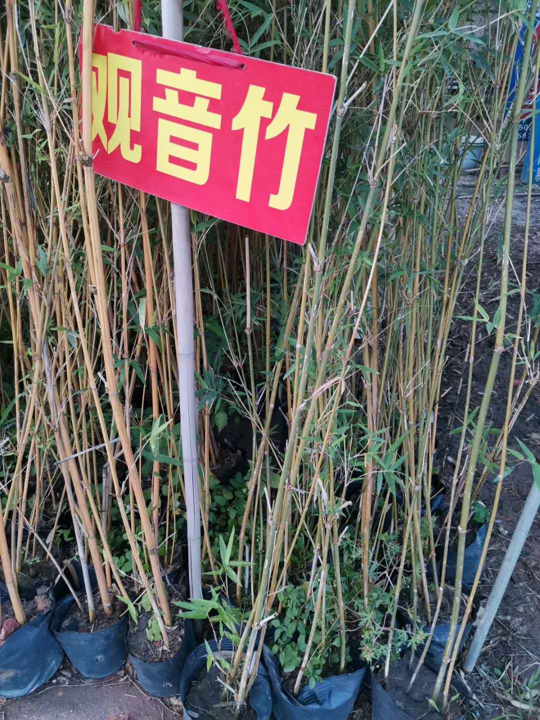 湖南观音竹种植基地-价格-批发-哪家好