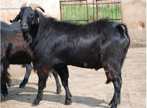 黑山羊，努比亚黑山羊