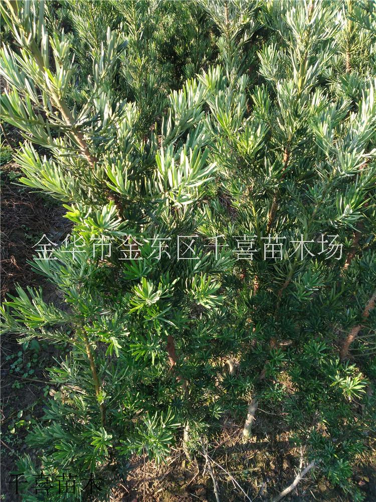浙江罗汉松 小叶品种3年苗供应找金华千喜苗木场图片