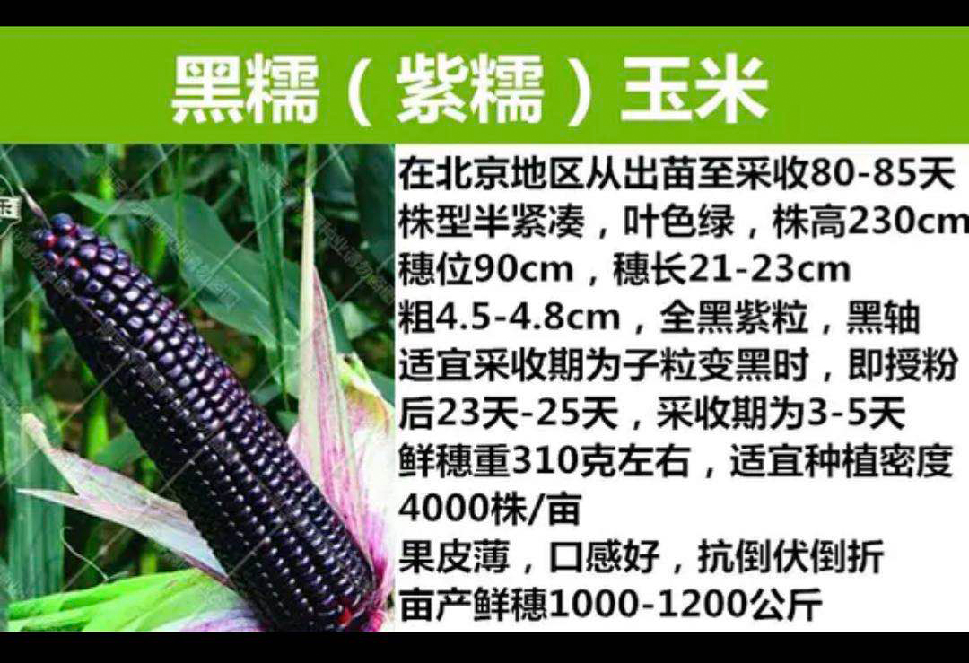 黑糯紫糯泰系玉米种子，种子繁育基地供应商厂家供货，品质保证图片