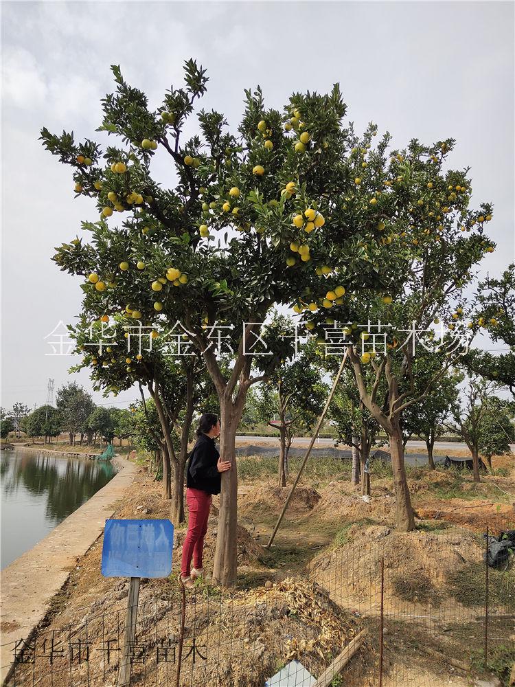 浙江脐橙 20公分大橙子树供应找金华千喜苗木图片