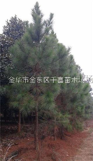 浙江湿地松 10公分造林苗供应找金华千喜苗木图片