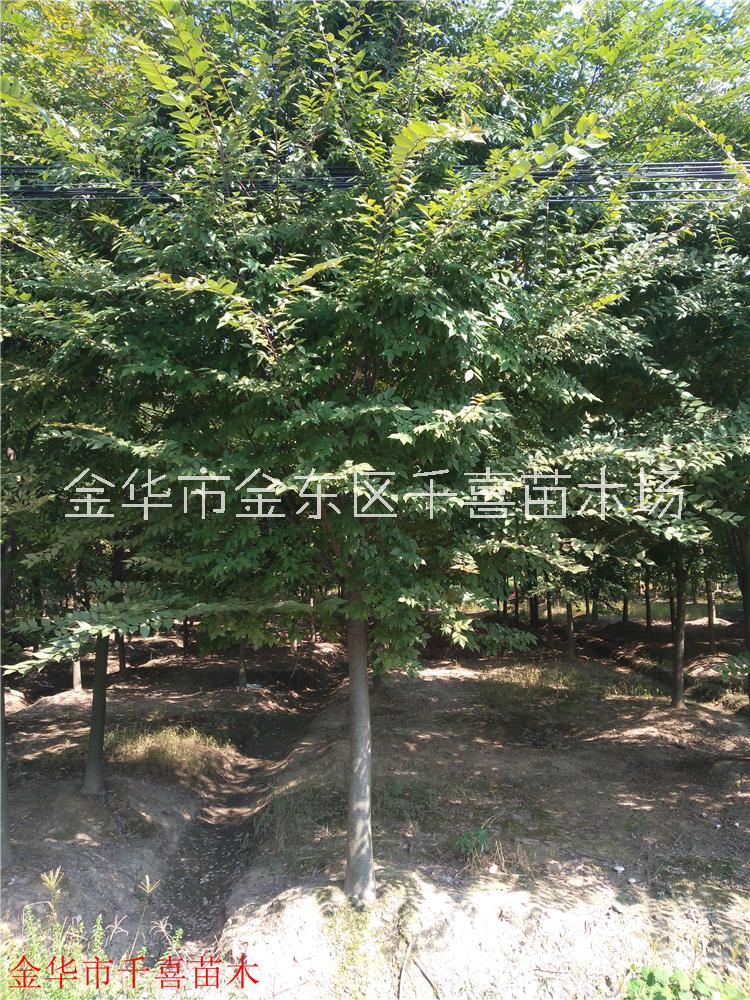 榉树8-25公分行道树价格咨询 浙江榉树量大