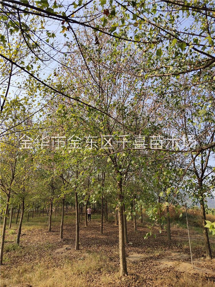 三角枫15公分价格咨询 浙江三角枫行道树特征图片