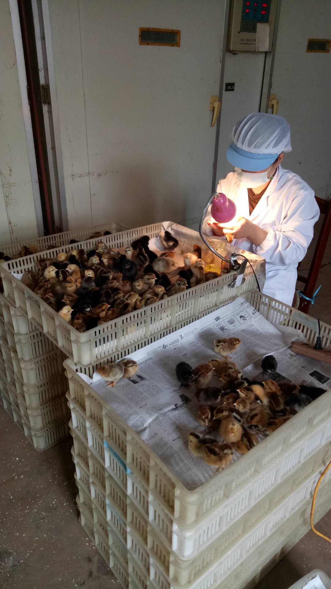 沧州市常年出售笨鸡苗养殖场 批发价格，多少钱一只