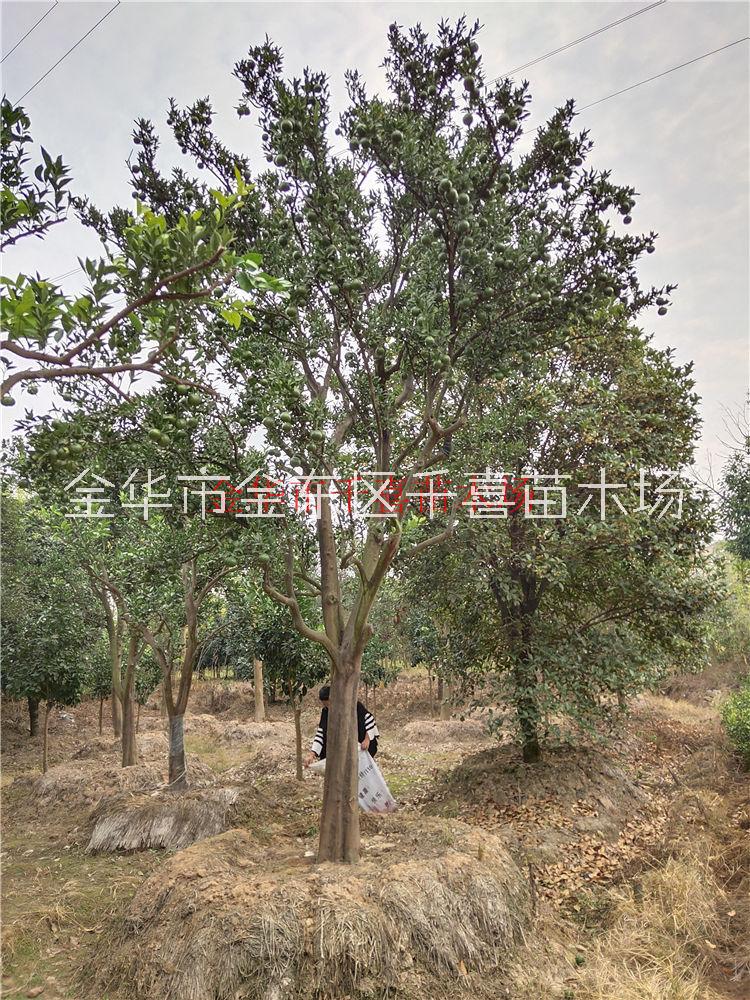 红桔树直径20公分大量移栽供应 浙江红桔别墅绿化图片