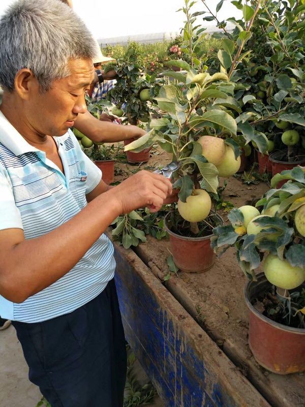 盆栽苹果盆栽苹果批发 盆栽苹果价格 盆栽苹果产地直销 果树盆景 矮化苹果盆景 盆栽果树发源地