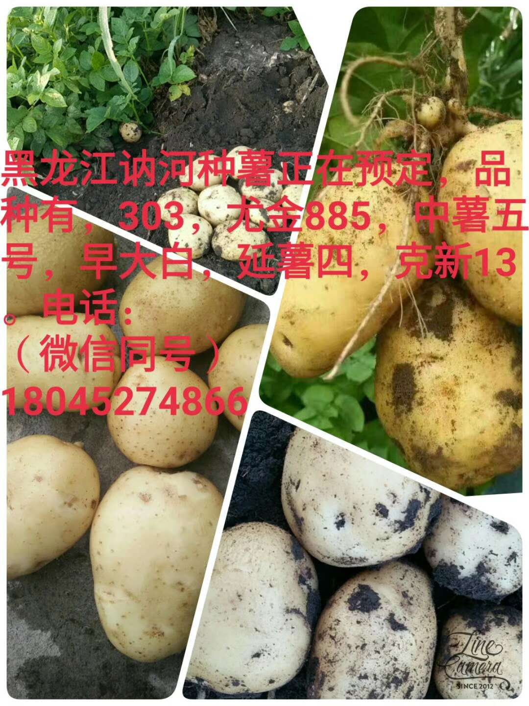 供应黑龙江马铃薯代收厂家_黑龙江黄皮土豆代收出售批发