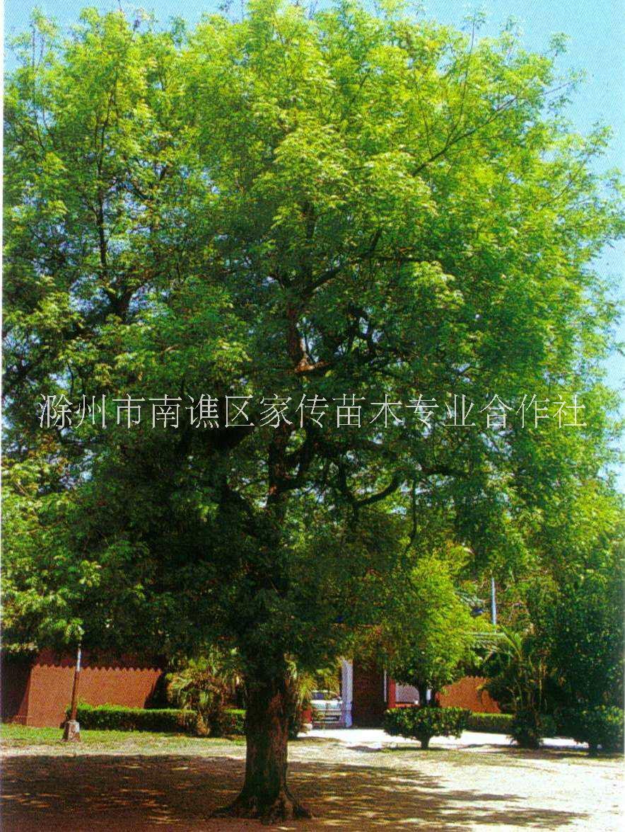 安徽苗木种植基地稳定长期供应黄连木树报价多少图片