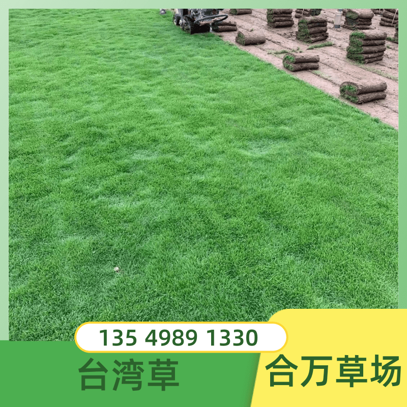 清远台湾草块种植基地直供批发价钱热销