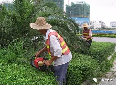 深圳绿化养护服务浇灌施肥 怡轩园林绿化养护
