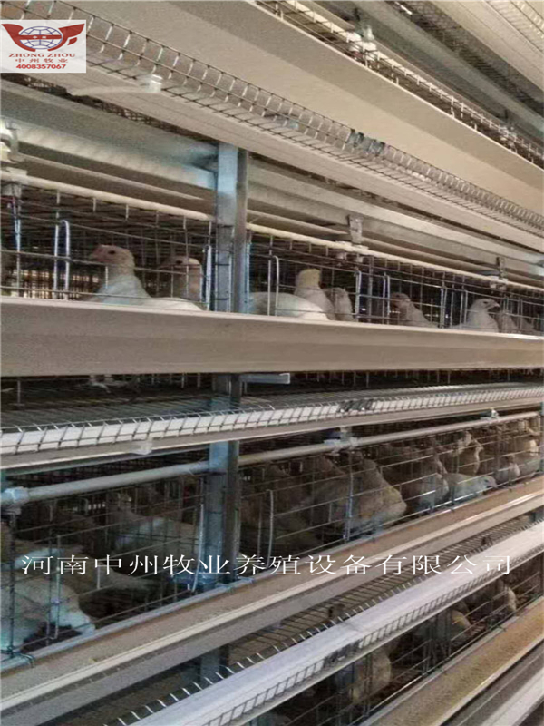 蛋鸡笼 阶梯蛋鸡笼 供应养殖厂鸡舍笼养设备