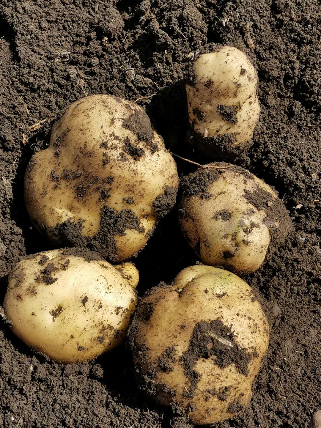 齐齐哈尔市土豆回收厂家河南土豆回收报价、电话、回收公司、回收商【讷河承诺马铃薯种植合作社】