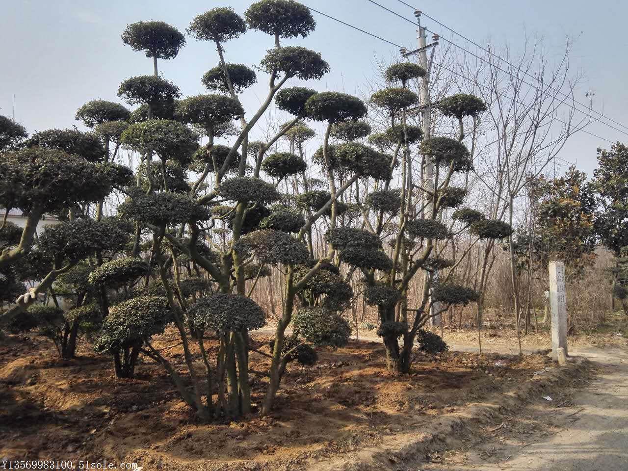 许昌市河南植物造型树厂家