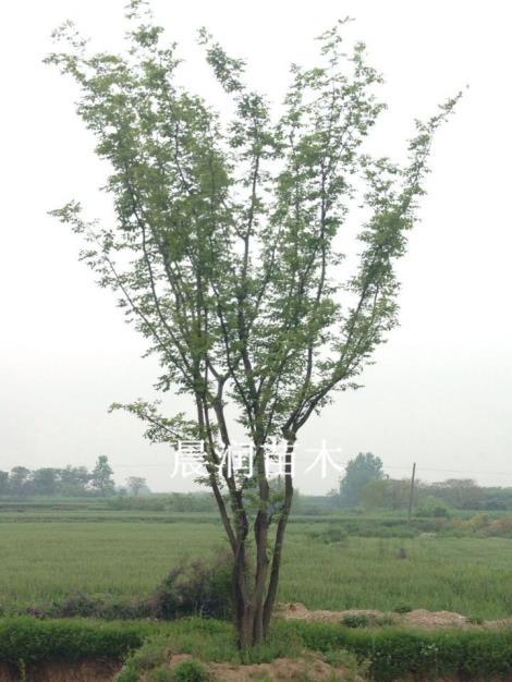 嘉兴市朴树厂家浙江朴树种植基地_12公分朴树销售_朴树批发价格 朴树