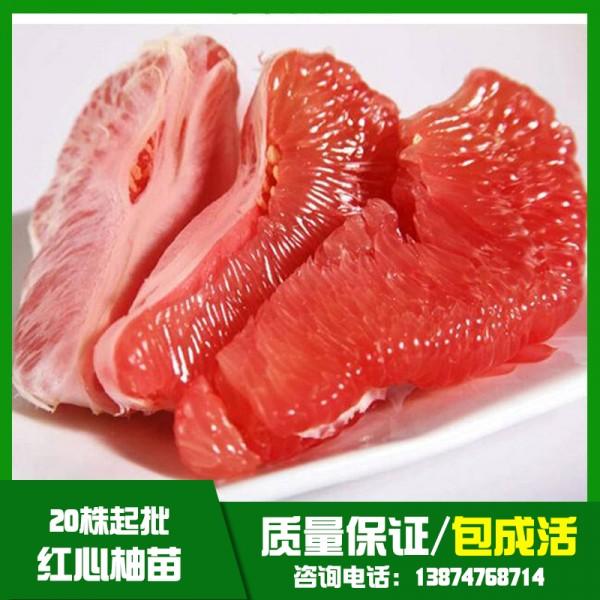 永州市江西红心柚种子基地直销厂家