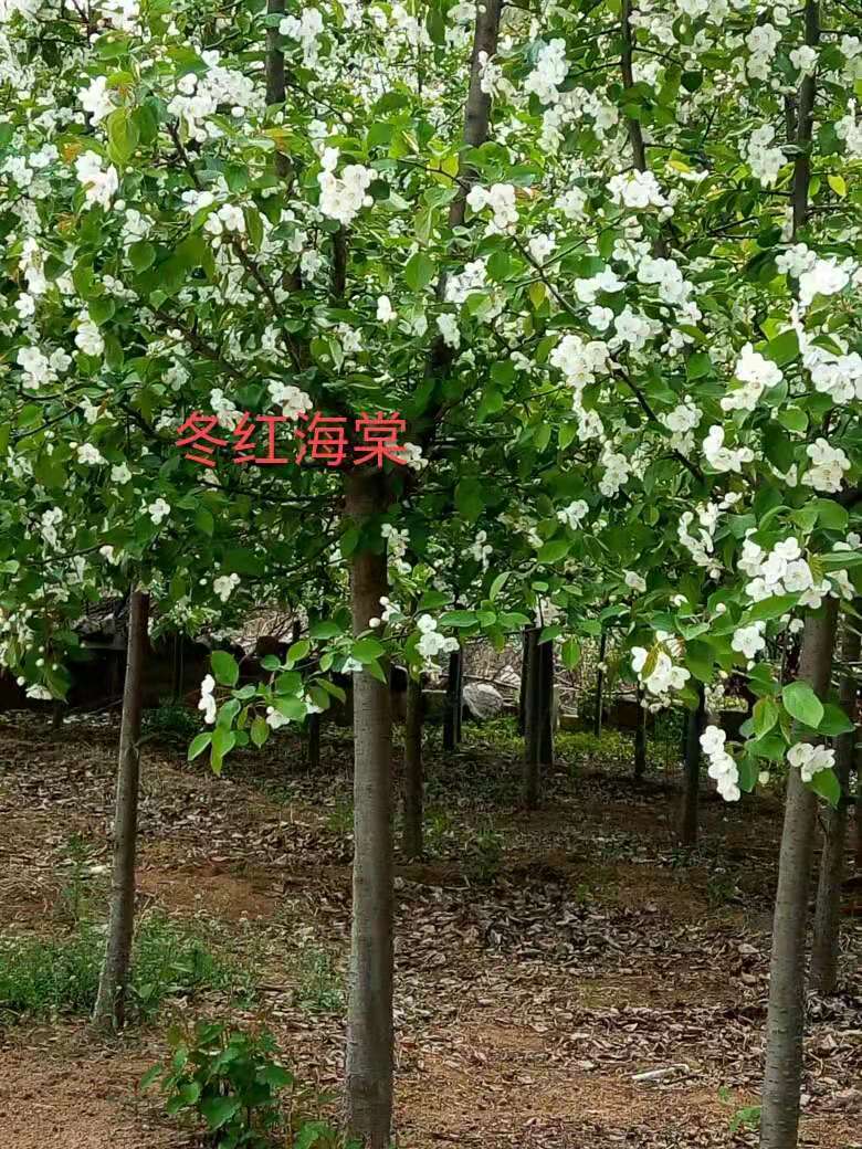 临沂市绚丽海棠苗鸡心果苗厂家绚丽海棠苗鸡心果苗，冬红果苗，各种海棠盆景