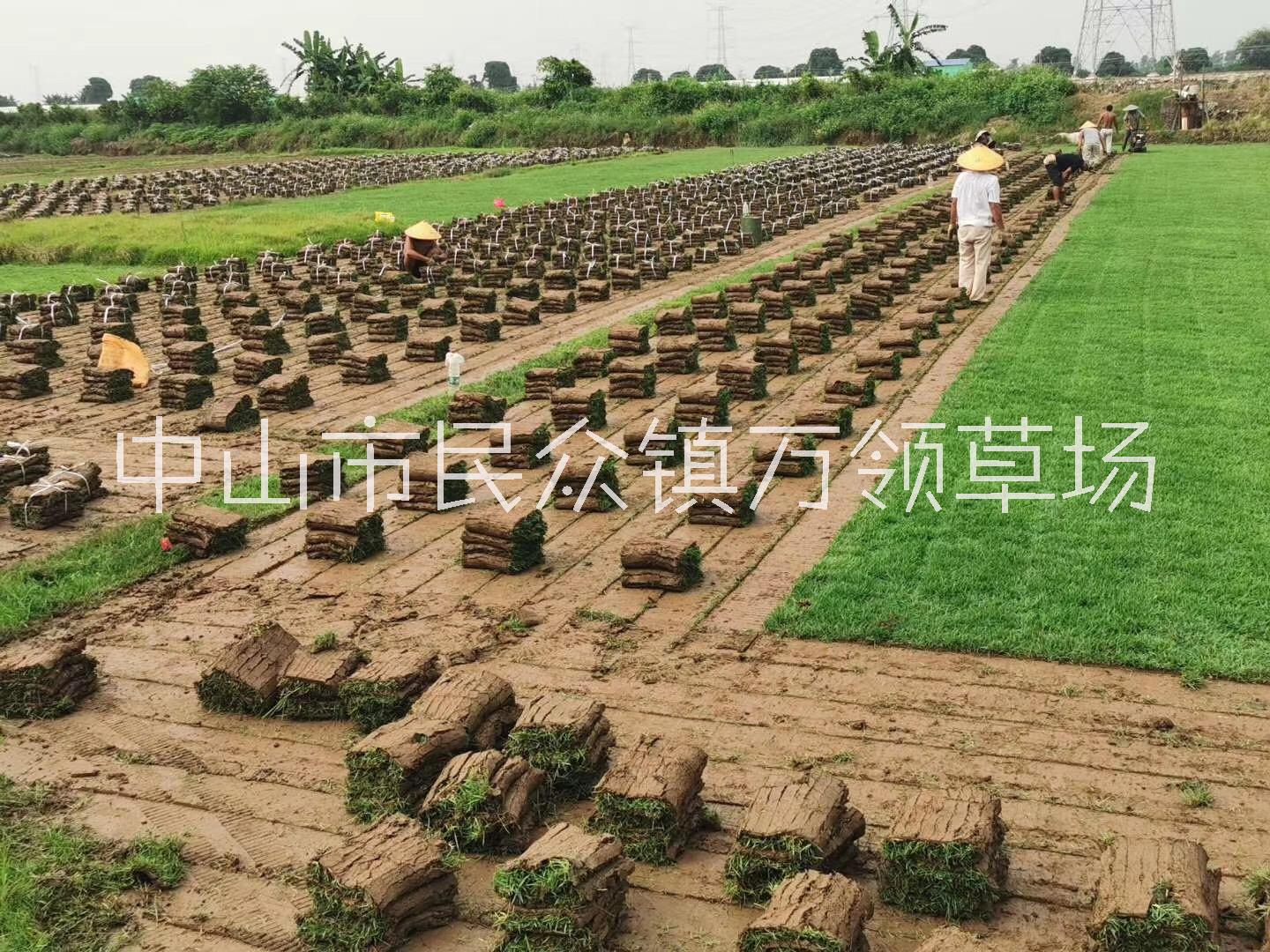 广州兰引3号草块种植基地批发供应电话图片
