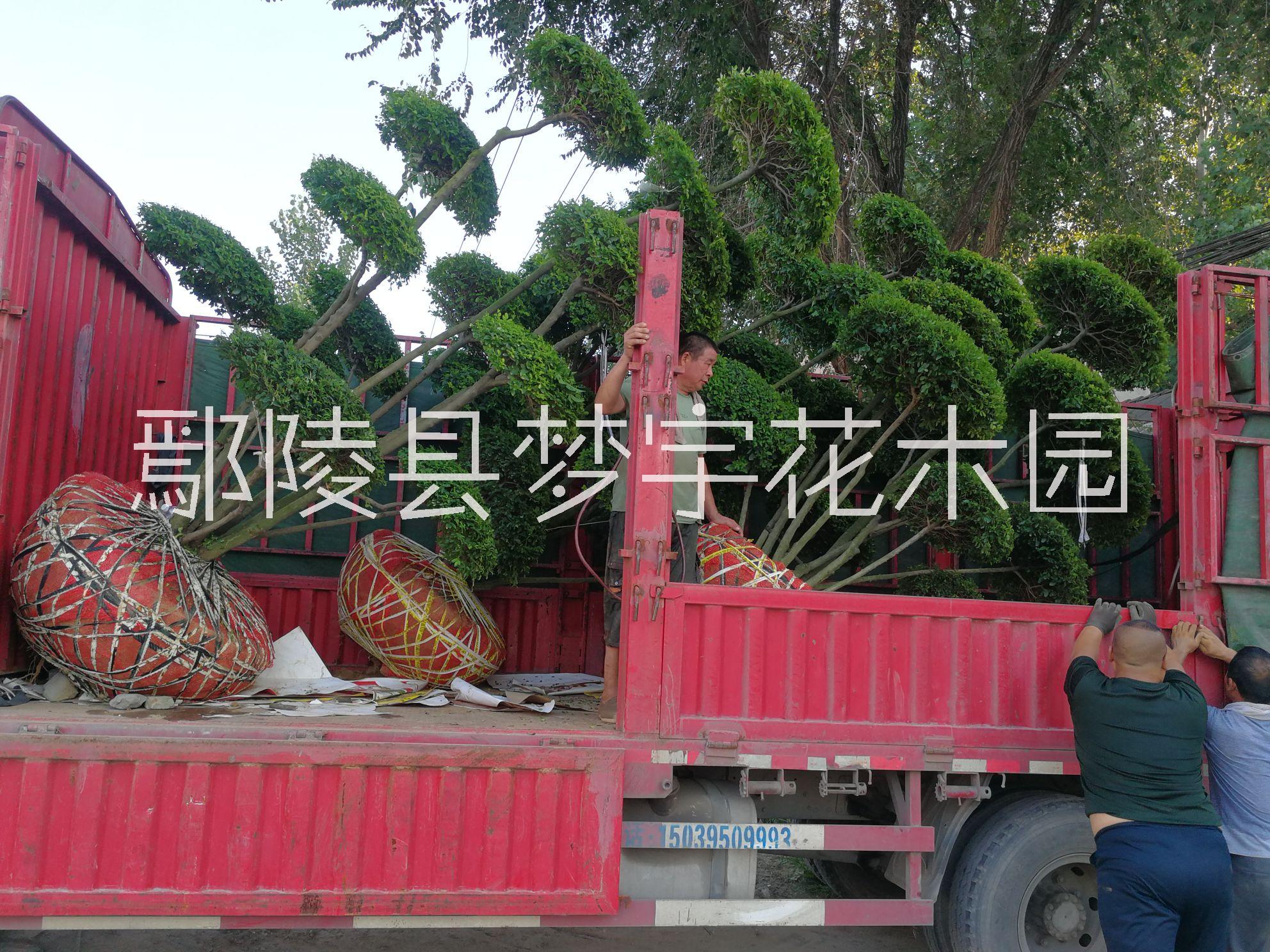 许昌市2米高小叶女贞造型树厂家2米高小叶女贞造型树价格大揭秘