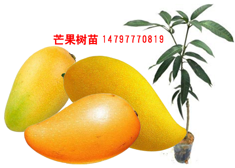 广西钦州市那蒙镇供应芒果树苗图片