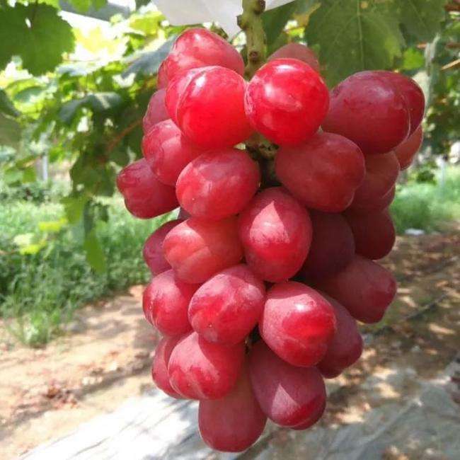 浪漫红颜葡萄苗浪漫红颜葡萄苗常年供应  浪漫红颜葡萄苗供应商