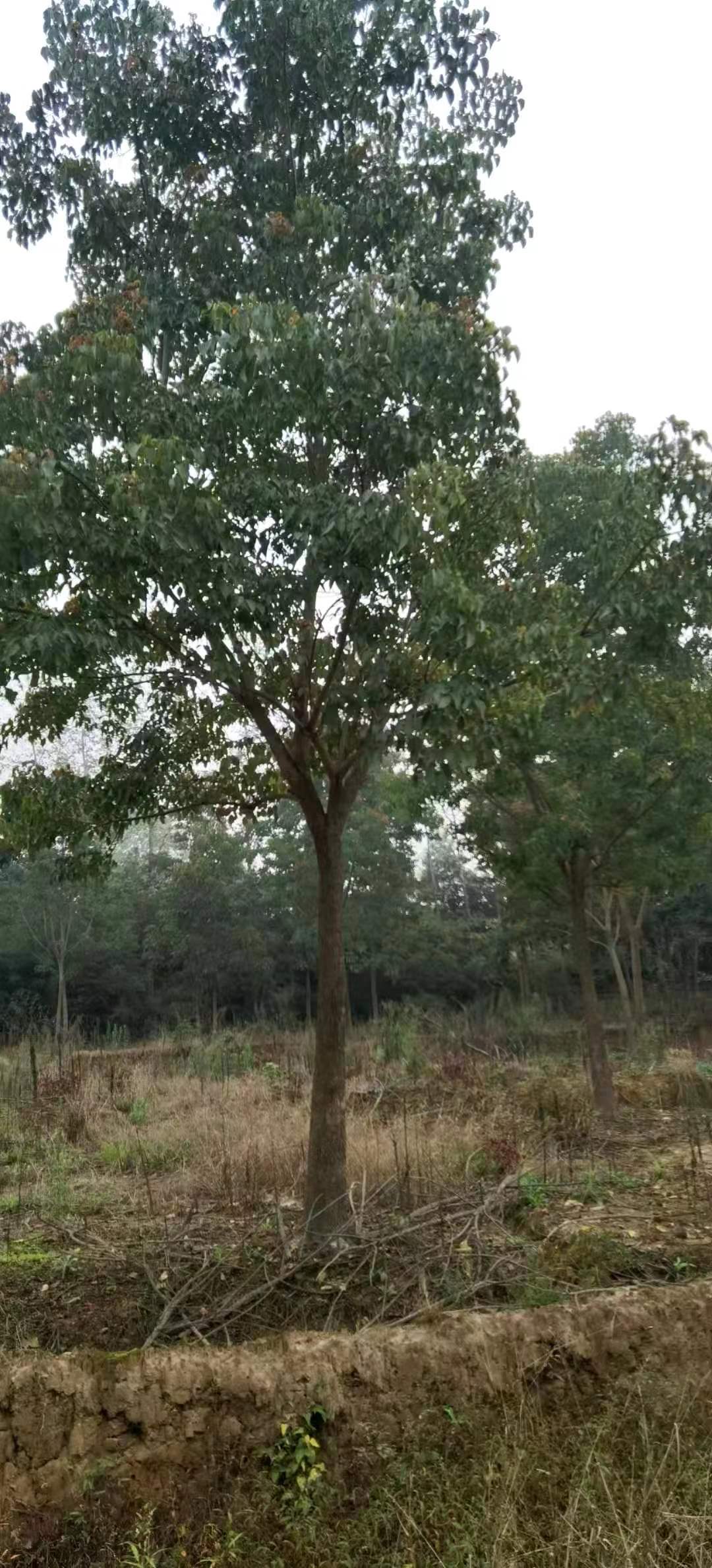 重阳木 重阳木苗木 重阳木苗供应 重阳木苗价格  重阳木苗批发 园林绿化 供应重阳木苗 重阳木苗种植图片