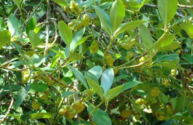 八角树和肉桂树油茶树产地供应八角树和肉桂树油茶树产地 玉林芭蕉树批发