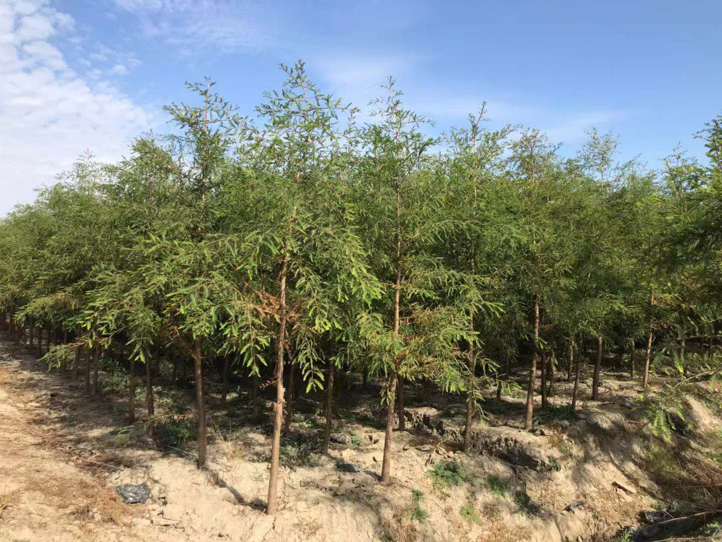 桂荣园林常年供应2-10公分中山杉 全天发货