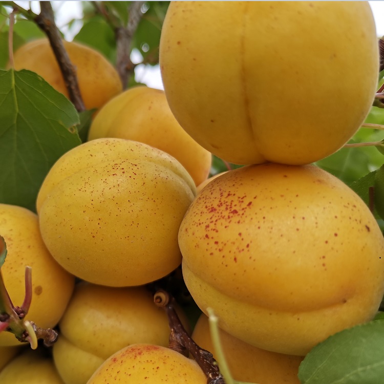 杏树苗品种香杏苗木