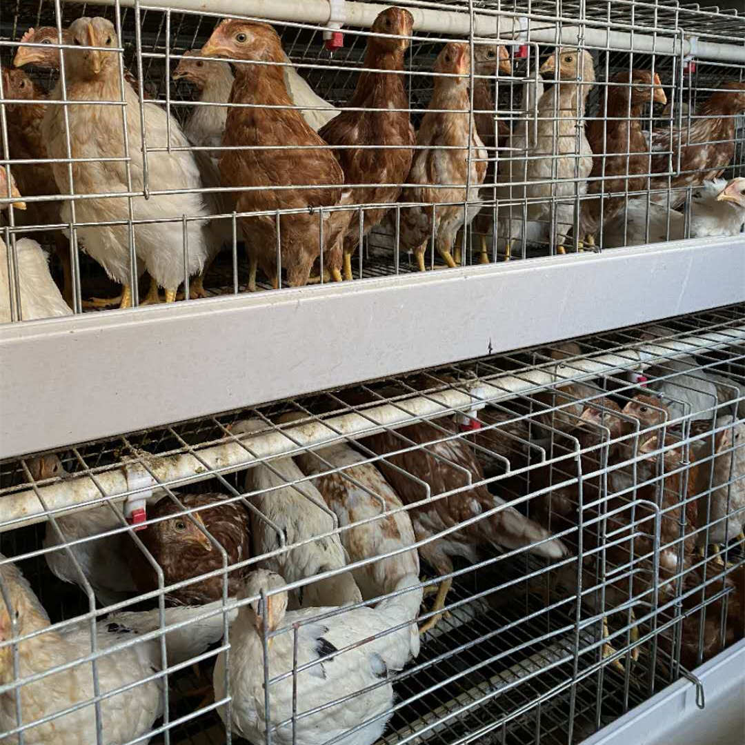 宜昌80天海兰灰育成鸡出售 高产蛋80天海兰灰育成鸡
