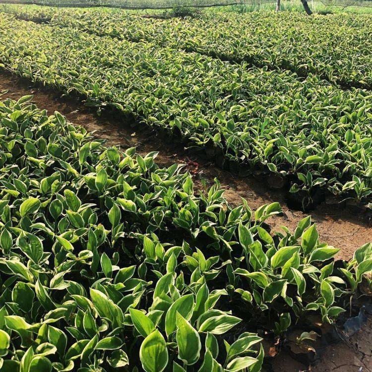 山东紫花玉簪种植基地-批发-报价-大量供应图片