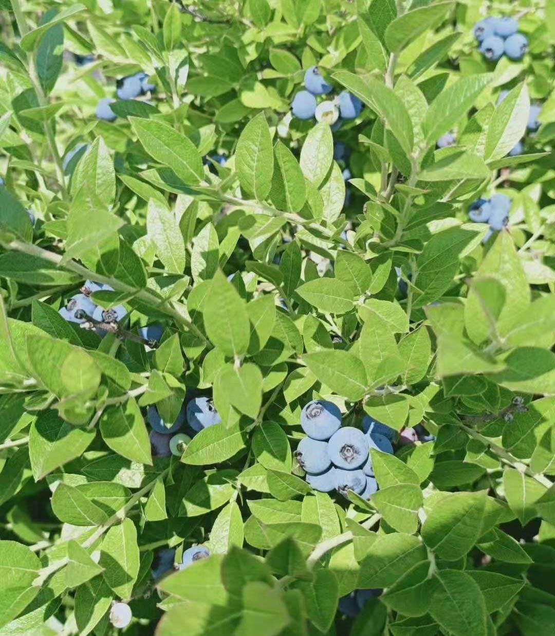 蓝莓苗 北红蓝莓苗 北陆蓝莓苗 晚熟蓝莓苗  耐寒蓝莓苗图片