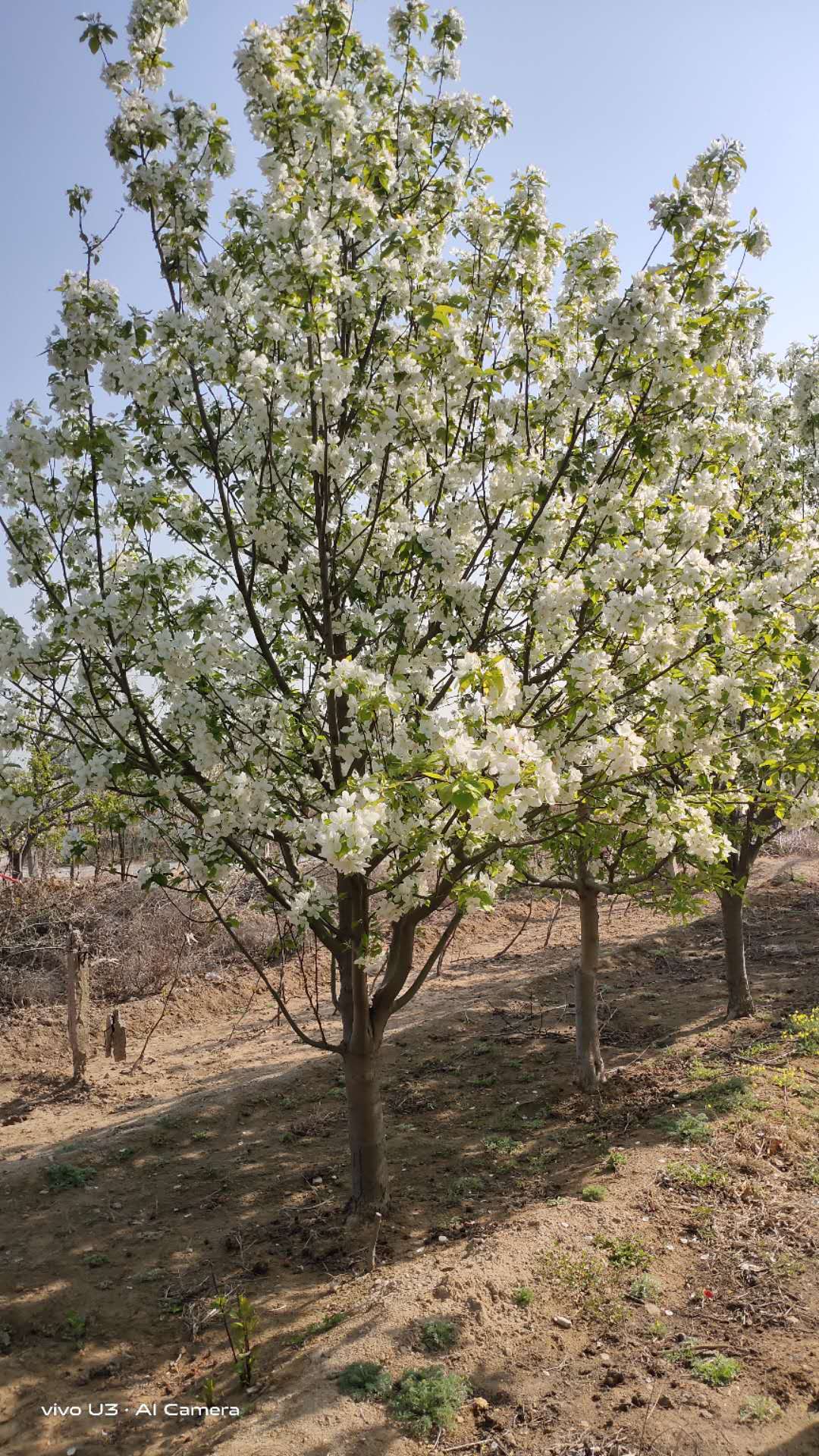 八棱海棠，绿化树种，工程用苗 八棱海棠苗木图片
