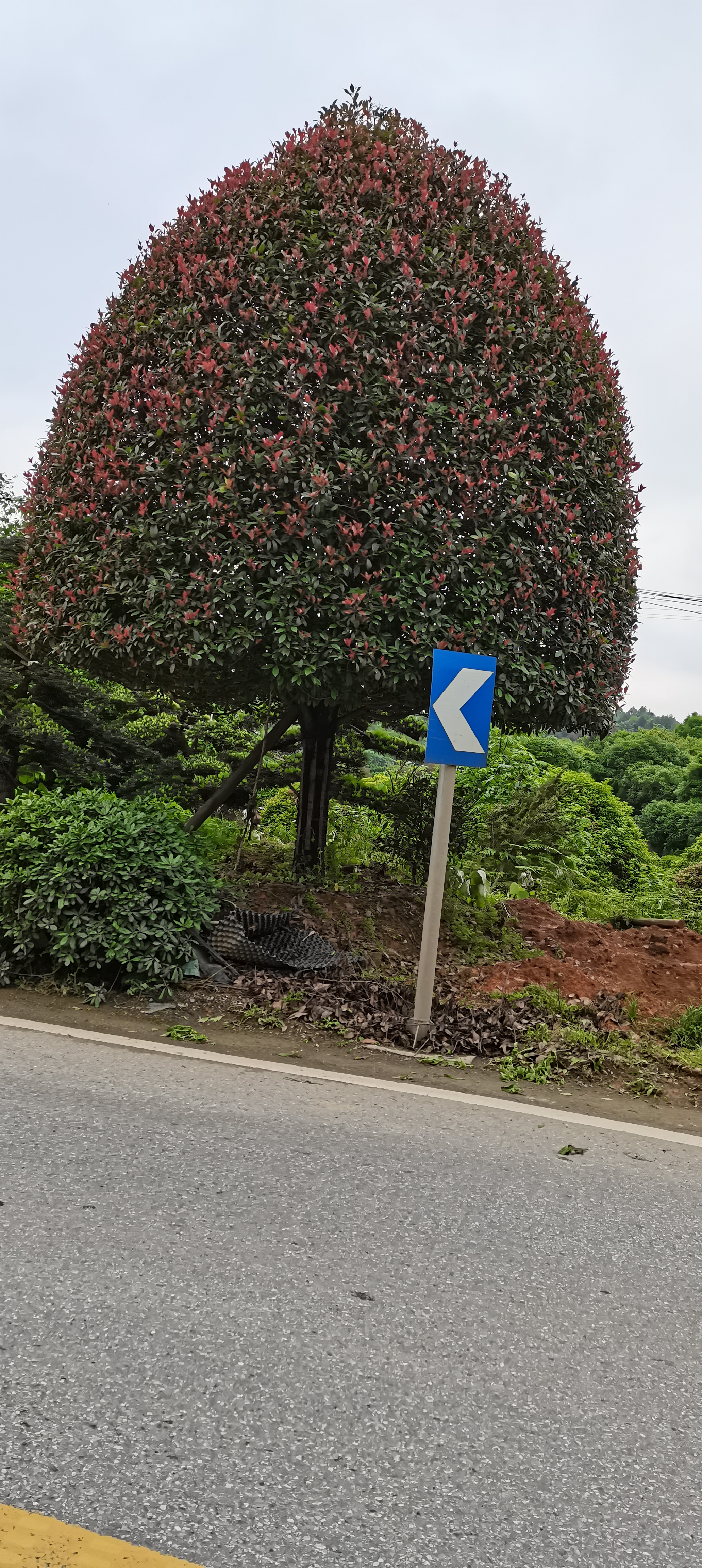 红叶石楠树批发湖南红叶石楠树批发种植苗圃联系电话 欢迎来电