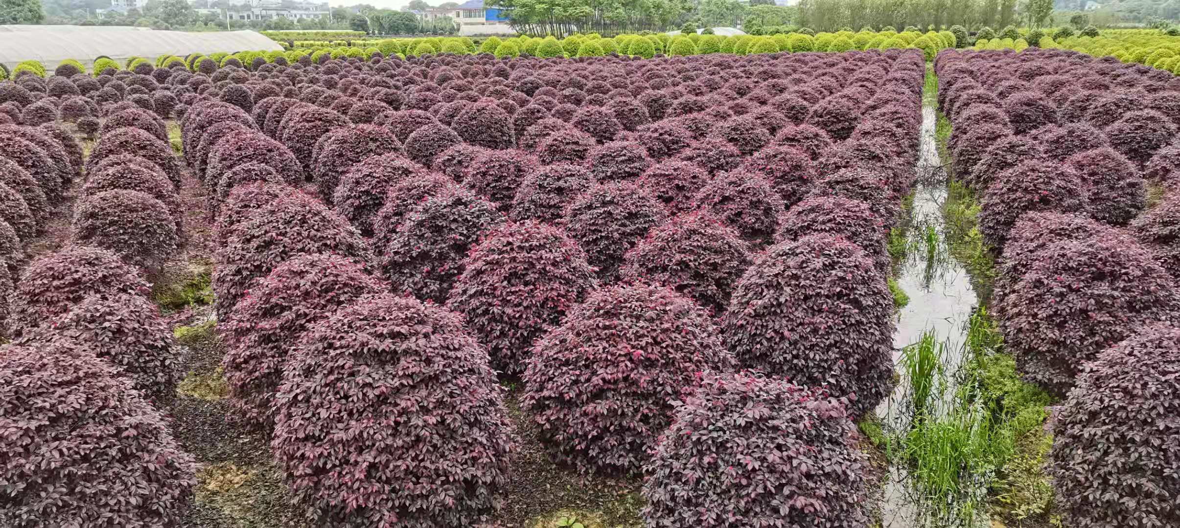 重庆红花继木球种植基地直销批发价格 高存活率