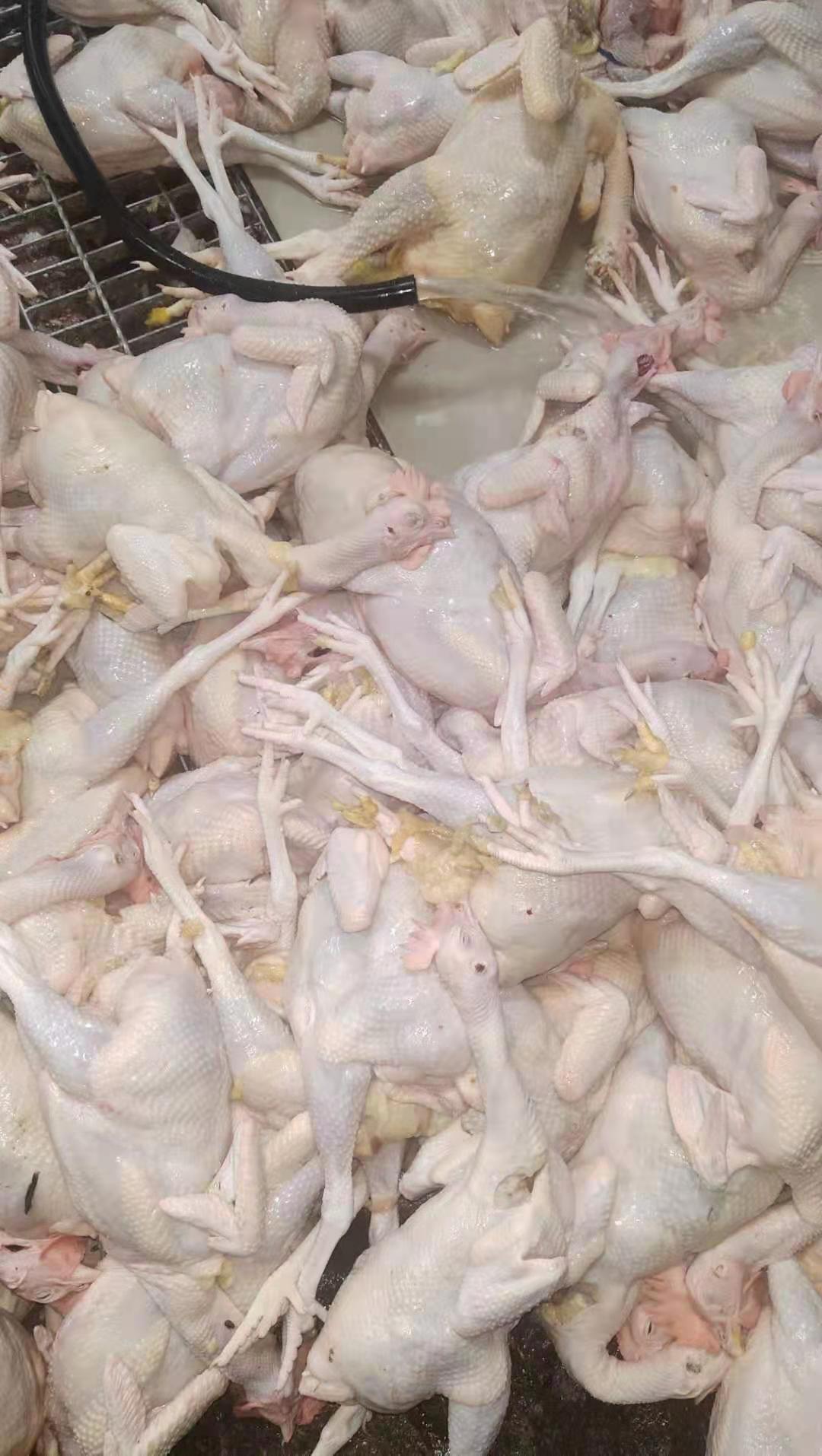 佛山市清远鸡供应商厂家
