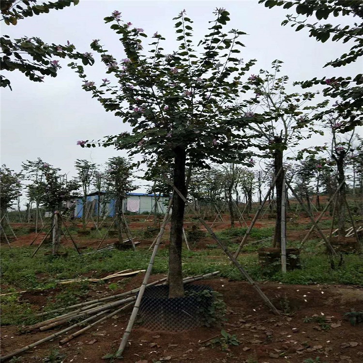 宫粉紫荆树苗宫粉紫荆树苗基地直批地苗移植苗100-1000