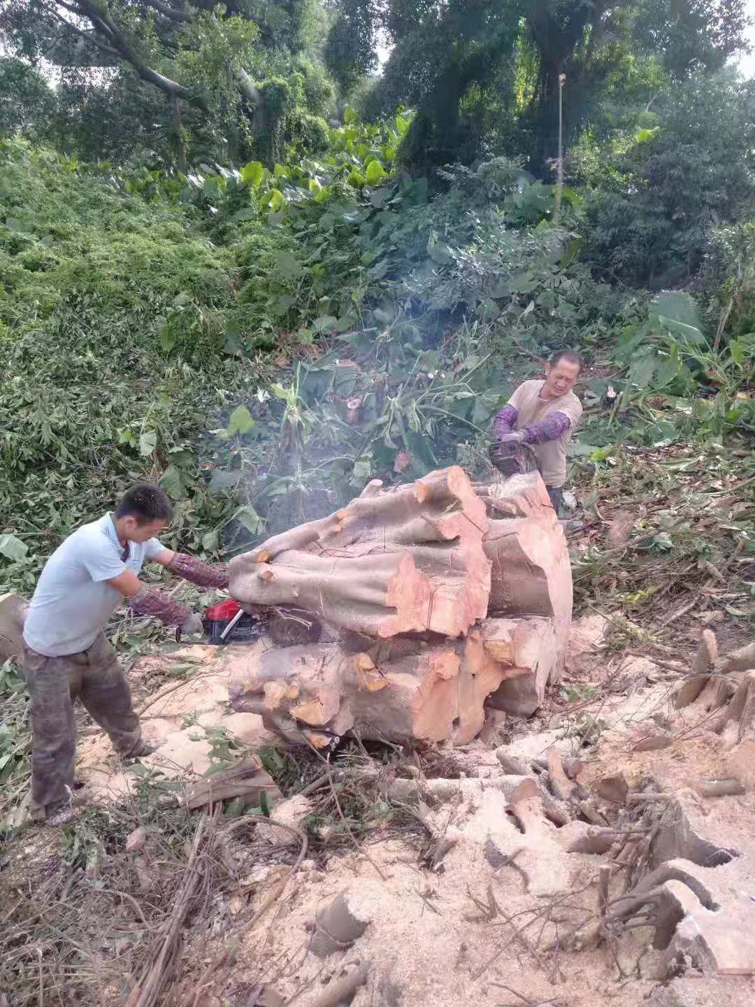 东莞伐树工程队伍报价电话   东莞砍树工程电话