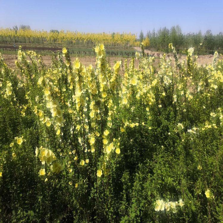 保定市黄刺梅厂家保定黄刺梅种植基地-供应-多少钱