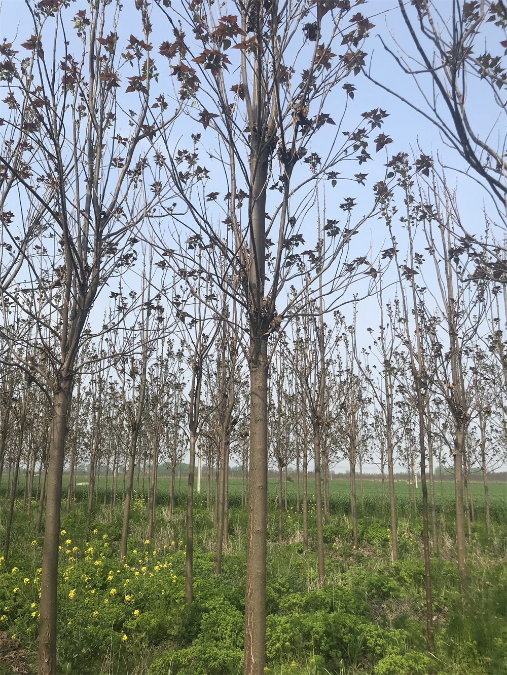 周口市楸树厂家河南楸树种植基地