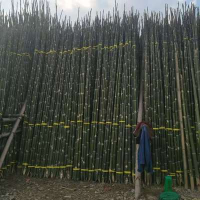毛竹稍厂家 3.5米长楠竹尾渔业插网 制作竹椅原料量 3..5米长楠竹