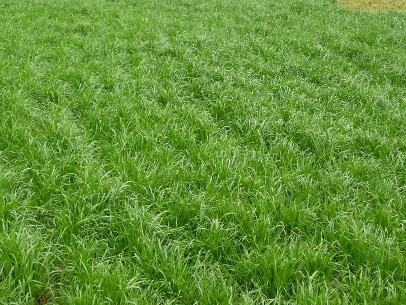 广西南宁多年生黑麦草种子草坪草籽